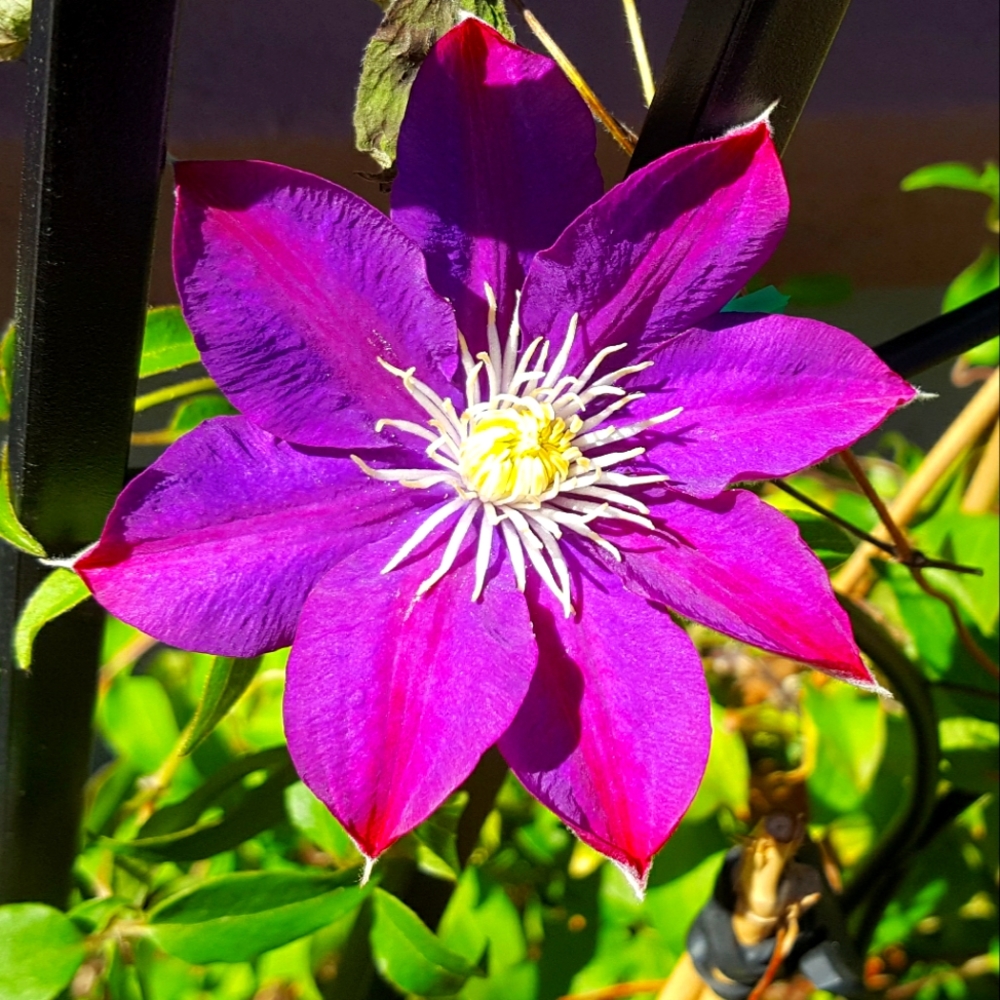 Meet your Posher, Belinda